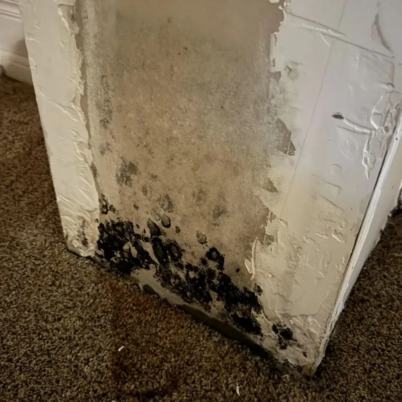 Professional Mold Removal in Palo Alto, CA